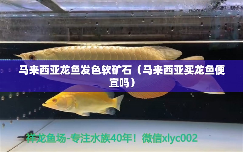 馬來西亞龍魚發(fā)色軟礦石（馬來西亞買龍魚便宜嗎）