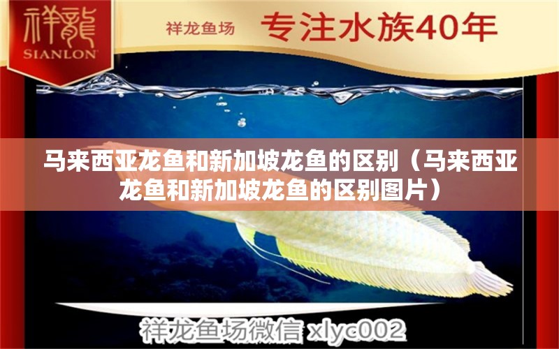 馬來(lái)西亞龍魚(yú)和新加坡龍魚(yú)的區(qū)別（馬來(lái)西亞龍魚(yú)和新加坡龍魚(yú)的區(qū)別圖片）