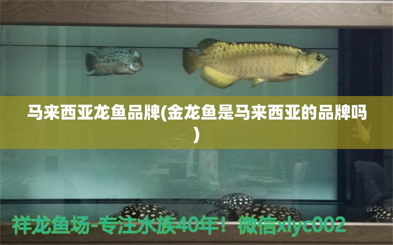 馬來西亞龍魚品牌(金龍魚是馬來西亞的品牌嗎)