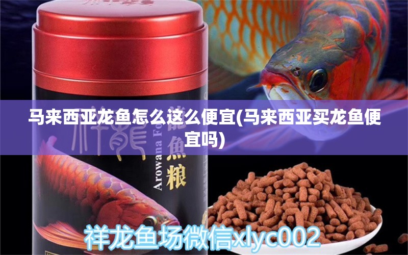 馬來西亞龍魚怎么這么便宜(馬來西亞買龍魚便宜嗎) 斑馬鴨嘴魚苗