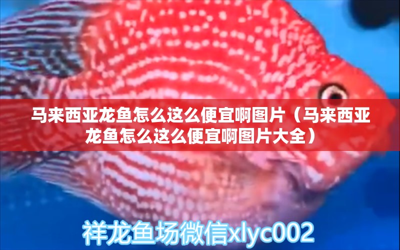 馬來西亞龍魚怎么這么便宜啊圖片（馬來西亞龍魚怎么這么便宜啊圖片大全） 廣州龍魚批發(fā)市場