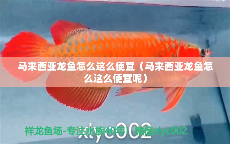 馬來西亞龍魚怎么這么便宜（馬來西亞龍魚怎么這么便宜呢） 廣州龍魚批發(fā)市場