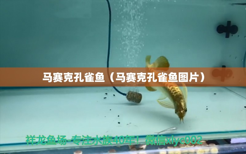 馬賽克孔雀魚（馬賽克孔雀魚圖片）