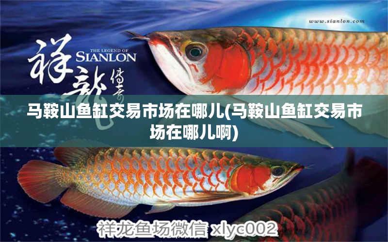 馬鞍山魚(yú)缸交易市場(chǎng)在哪兒(馬鞍山魚(yú)缸交易市場(chǎng)在哪兒啊)