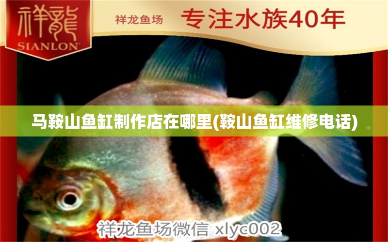 馬鞍山魚缸制作店在哪里(鞍山魚缸維修電話) 球鯊魚