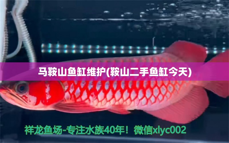 馬鞍山魚(yú)缸維護(hù)(鞍山二手魚(yú)缸今天) 養(yǎng)魚(yú)知識(shí)