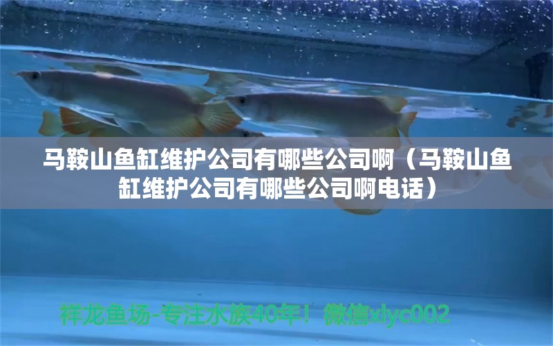 馬鞍山魚(yú)缸維護(hù)公司有哪些公司啊（馬鞍山魚(yú)缸維護(hù)公司有哪些公司啊電話）