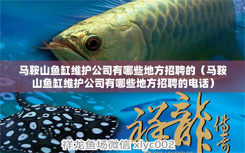 馬鞍山魚缸維護公司有哪些地方招聘的（馬鞍山魚缸維護公司有哪些地方招聘的電話） 紅老虎魚