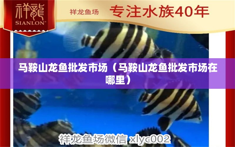 馬鞍山龍魚(yú)批發(fā)市場(chǎng)（馬鞍山龍魚(yú)批發(fā)市場(chǎng)在哪里） 龍魚(yú)批發(fā)