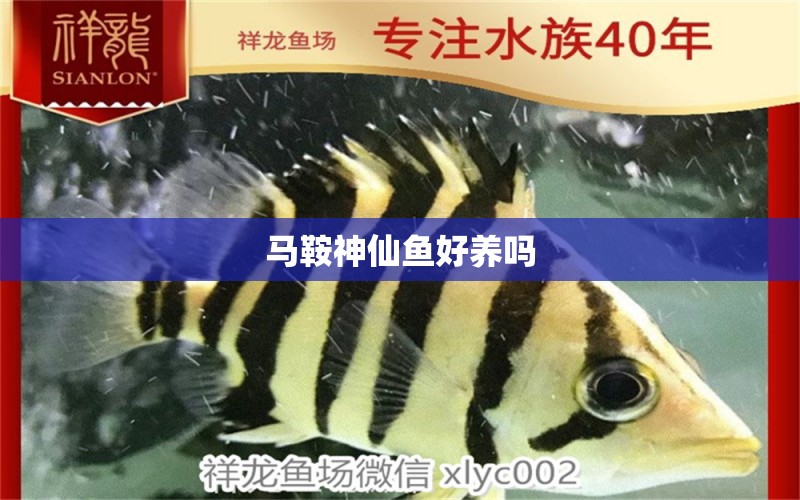 馬鞍神仙魚好養(yǎng)嗎 女王大帆魚苗 第2張