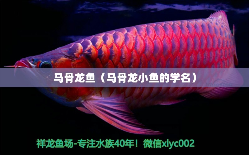 馬骨龍魚(yú)（馬骨龍小魚(yú)的學(xué)名）