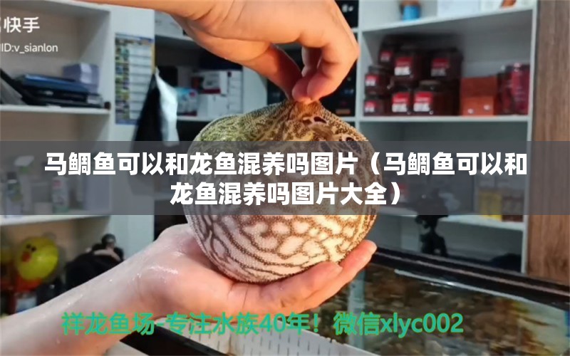 馬鯛魚可以和龍魚混養(yǎng)嗎圖片（馬鯛魚可以和龍魚混養(yǎng)嗎圖片大全）