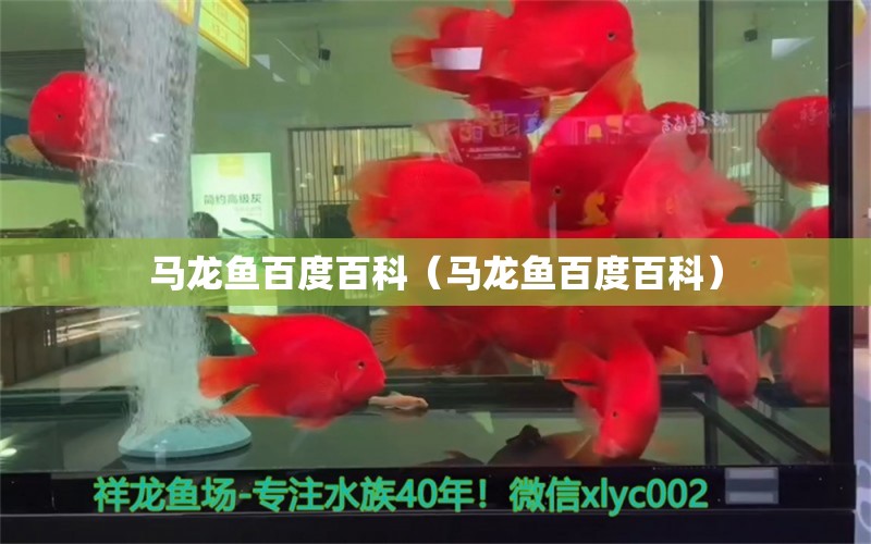 馬龍魚百度百科（馬龍魚百度百科） 祥龍水族醫(yī)院