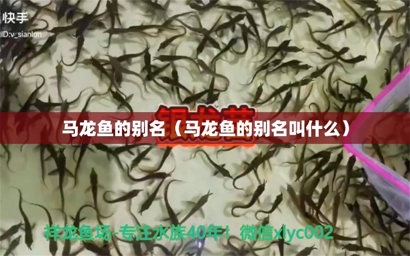 馬龍魚的別名（馬龍魚的別名叫什么）