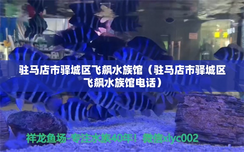 駐馬店市驛城區(qū)飛飆水族館（駐馬店市驛城區(qū)飛飆水族館電話） 全國水族館企業(yè)名錄