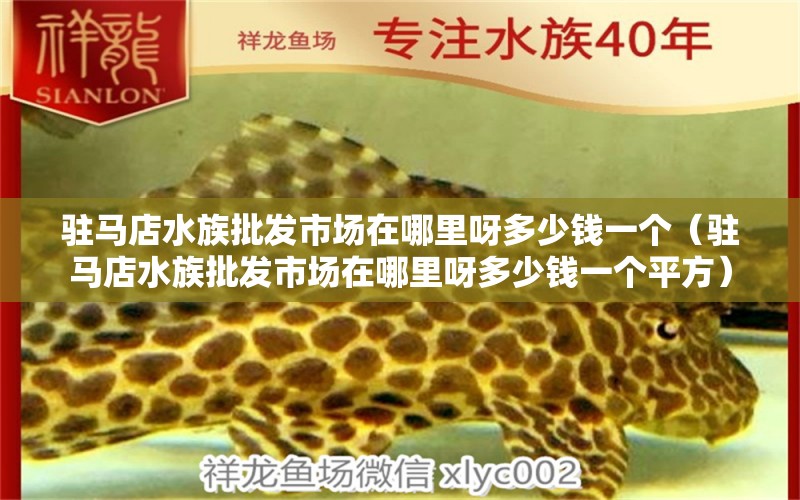 駐馬店水族批發(fā)市場在哪里呀多少錢一個(gè)（駐馬店水族批發(fā)市場在哪里呀多少錢一個(gè)平方）