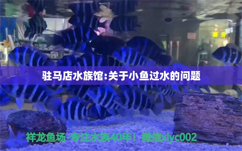 駐馬店水族館:關(guān)于小魚(yú)過(guò)水的問(wèn)題 祥龍傳奇品牌魚(yú)缸