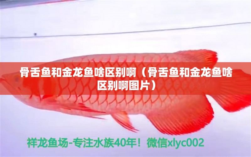 骨舌魚和金龍魚啥區(qū)別?。ü巧圄~和金龍魚啥區(qū)別啊圖片）