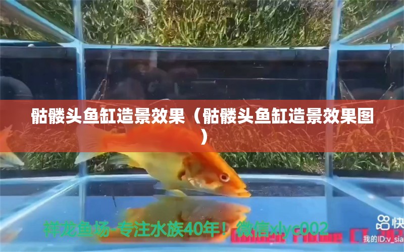 骷髏頭魚缸造景效果（骷髏頭魚缸造景效果圖） 觀賞魚市場（混養(yǎng)魚）