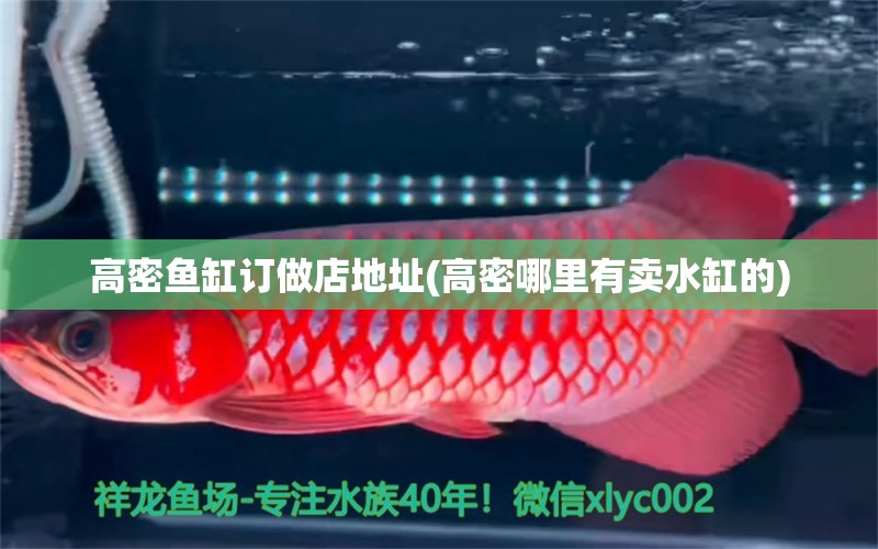 高密魚缸訂做店地址(高密哪里有賣水缸的) 玫瑰銀版魚