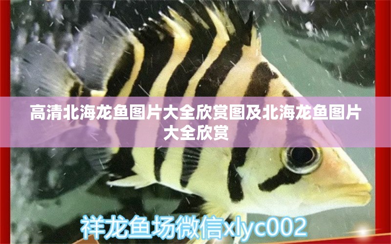 高清北海龍魚圖片大全欣賞圖及北海龍魚圖片大全欣賞