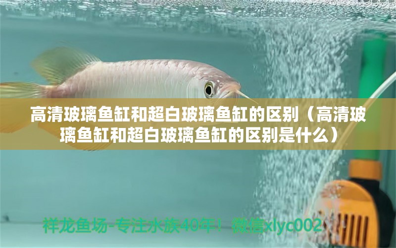 高清玻璃魚缸和超白玻璃魚缸的區(qū)別（高清玻璃魚缸和超白玻璃魚缸的區(qū)別是什么）