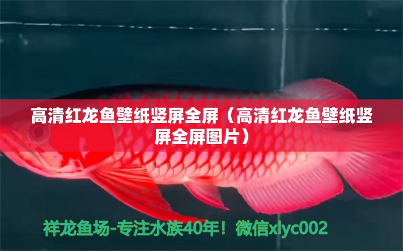 高清紅龍魚壁紙豎屏全屏（高清紅龍魚壁紙豎屏全屏圖片） 龍魚百科