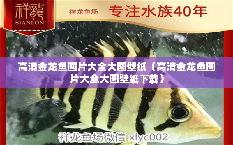 高清金龍魚圖片大全大圖壁紙（高清金龍魚圖片大全大圖壁紙下載） 祥龍水族醫(yī)院