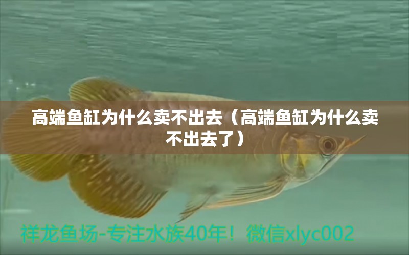 高端魚缸為什么賣不出去（高端魚缸為什么賣不出去了） iwish愛唯希品牌魚缸