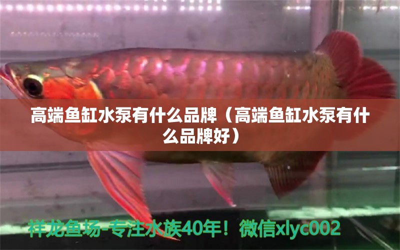 高端魚缸水泵有什么品牌（高端魚缸水泵有什么品牌好） 魚缸水泵