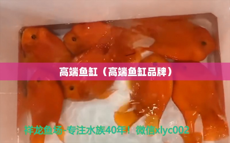 高端魚缸（高端魚缸品牌） 觀賞魚市場(chǎng)（混養(yǎng)魚）