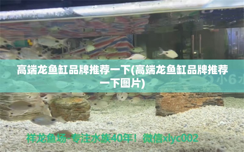 高端龍魚缸品牌推薦一下(高端龍魚缸品牌推薦一下圖片) 水族燈（魚缸燈）