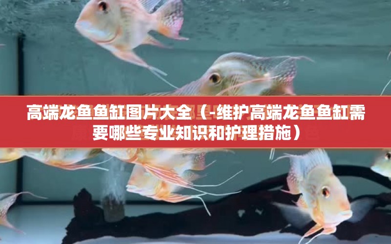 高端龍魚魚缸圖片大全（-維護(hù)高端龍魚魚缸需要哪些專業(yè)知識和護(hù)理措施） 水族問答 第1張