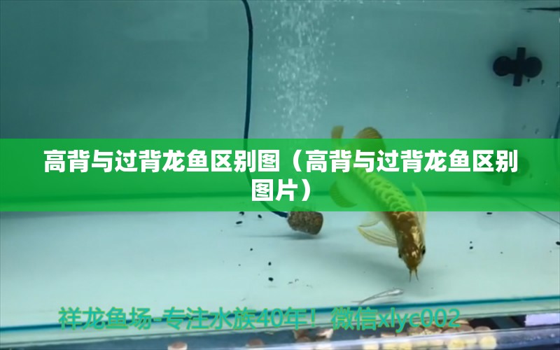 高背與過背龍魚區(qū)別圖（高背與過背龍魚區(qū)別圖片） 小型觀賞魚