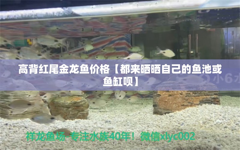 高背紅尾金龍魚(yú)價(jià)格【都來(lái)曬曬自己的魚(yú)池或魚(yú)缸唄】 龍魚(yú)批發(fā)