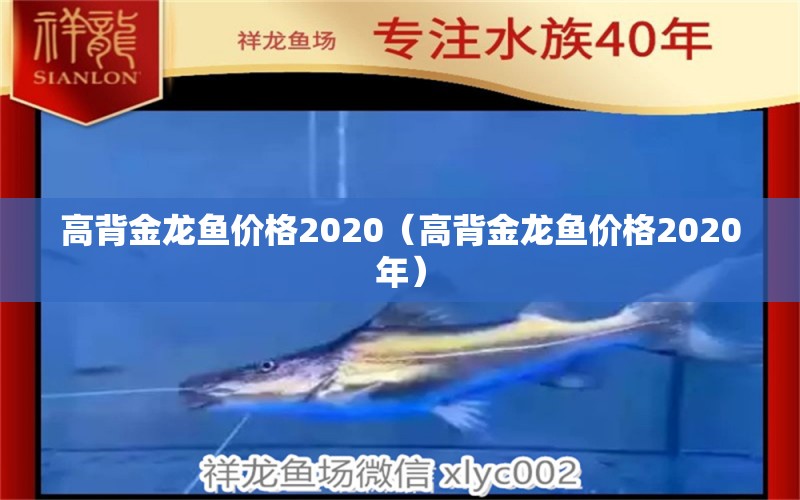 高背金龍魚價格2020（高背金龍魚價格2020年）