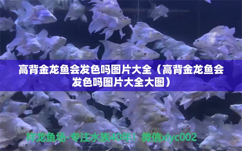 高背金龍魚會發(fā)色嗎圖片大全（高背金龍魚會發(fā)色嗎圖片大全大圖）