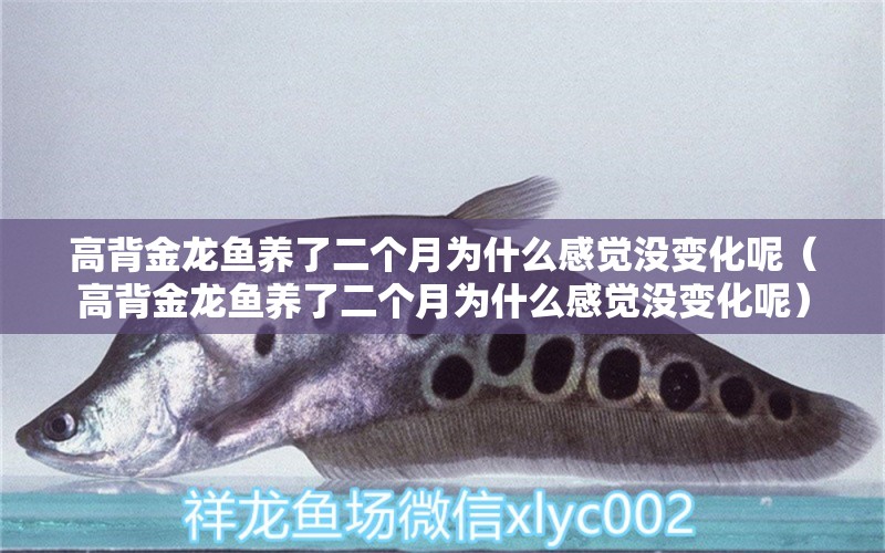 高背金龍魚(yú)養(yǎng)了二個(gè)月為什么感覺(jué)沒(méi)變化呢（高背金龍魚(yú)養(yǎng)了二個(gè)月為什么感覺(jué)沒(méi)變化呢）