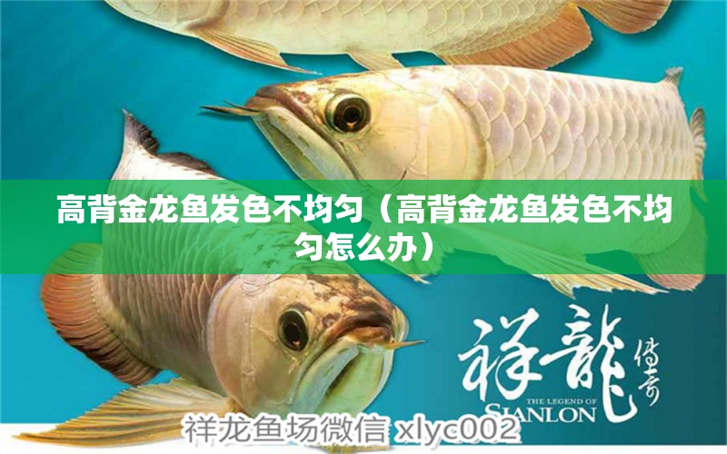 高背金龍魚(yú)發(fā)色不均勻（高背金龍魚(yú)發(fā)色不均勻怎么辦）