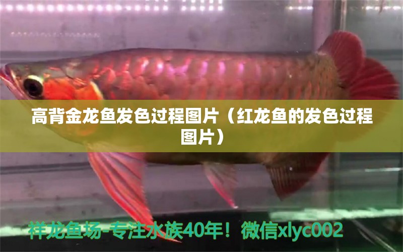 高背金龍魚發(fā)色過程圖片（紅龍魚的發(fā)色過程圖片） 高背金龍魚