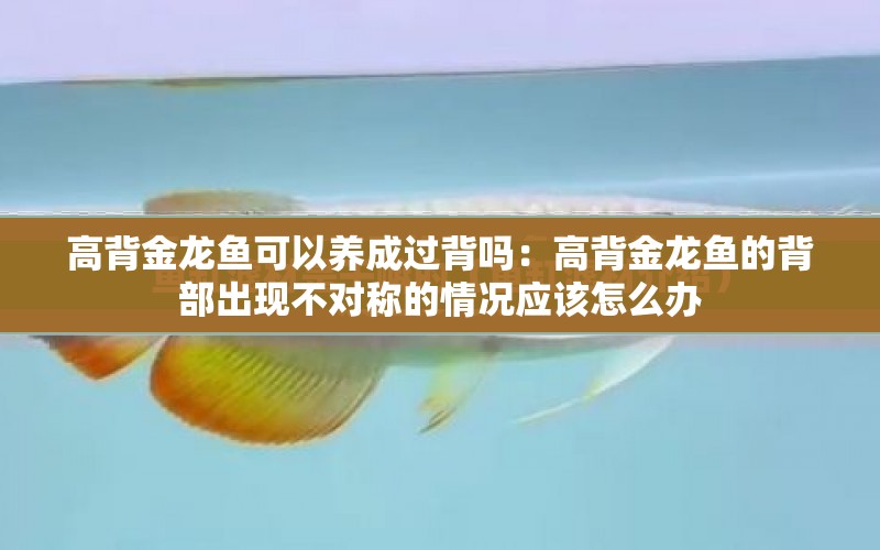 高背金龍魚可以養(yǎng)成過背嗎：高背金龍魚的背部出現(xiàn)不對稱的情況應(yīng)該怎么辦 水族問答 第1張