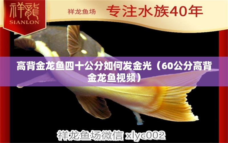 高背金龍魚(yú)四十公分如何發(fā)金光（60公分高背金龍魚(yú)視頻）