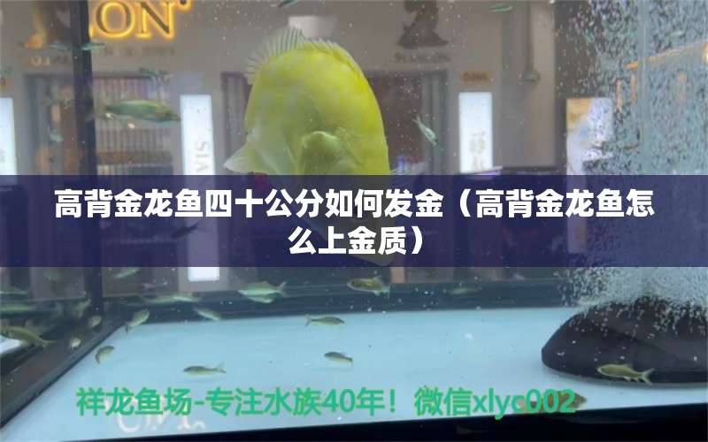 高背金龍魚四十公分如何發(fā)金（高背金龍魚怎么上金質(zhì)）