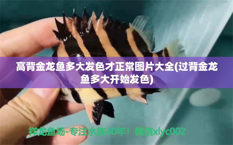 高背金龍魚多大發(fā)色才正常圖片大全(過背金龍魚多大開始發(fā)色) 高背金龍魚