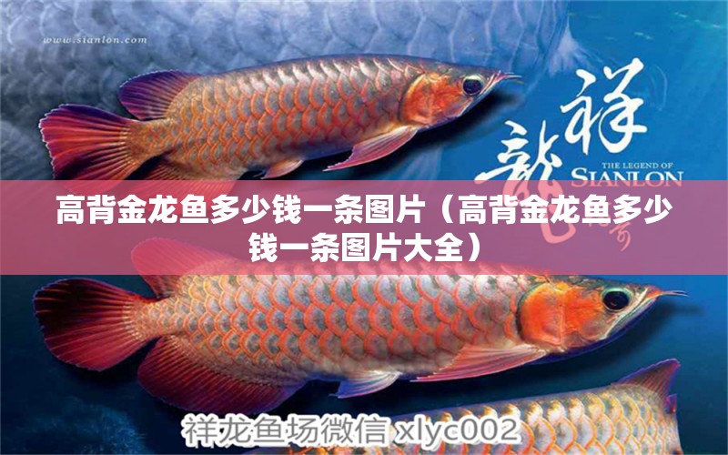 高背金龍魚多少錢一條圖片（高背金龍魚多少錢一條圖片大全）