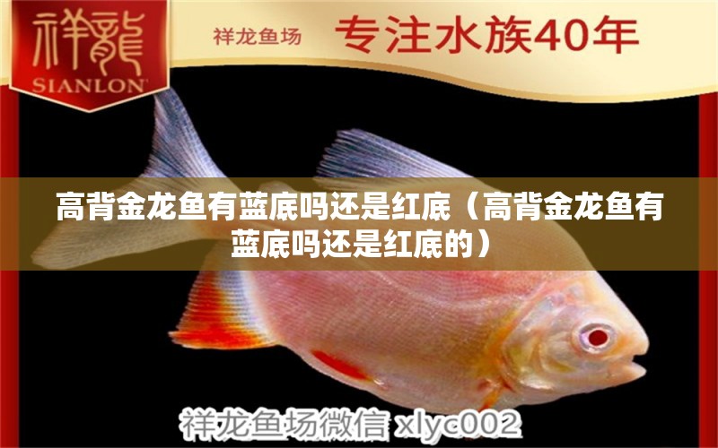 高背金龍魚(yú)有藍(lán)底嗎還是紅底（高背金龍魚(yú)有藍(lán)底嗎還是紅底的）