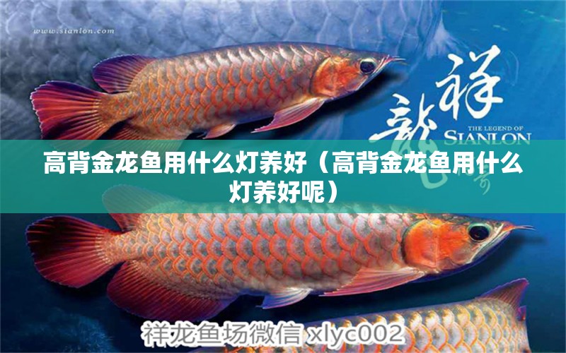 高背金龍魚用什么燈養(yǎng)好（高背金龍魚用什么燈養(yǎng)好呢）