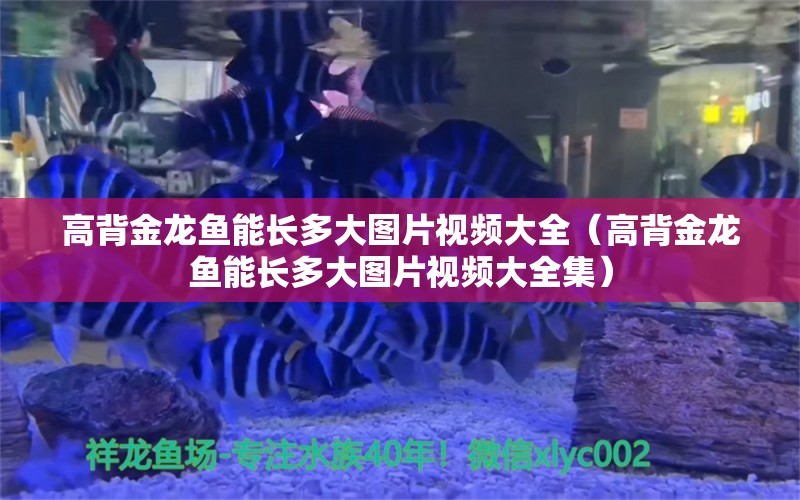 高背金龍魚能長多大圖片視頻大全（高背金龍魚能長多大圖片視頻大全集）