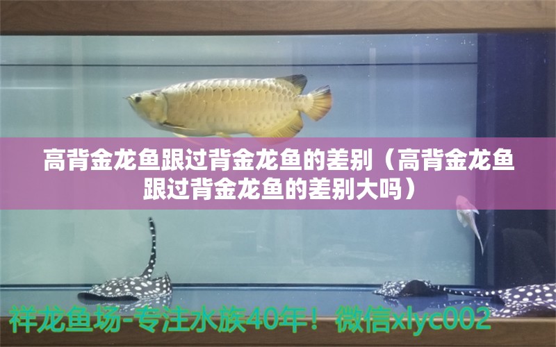 高背金龍魚跟過背金龍魚的差別（高背金龍魚跟過背金龍魚的差別大嗎）