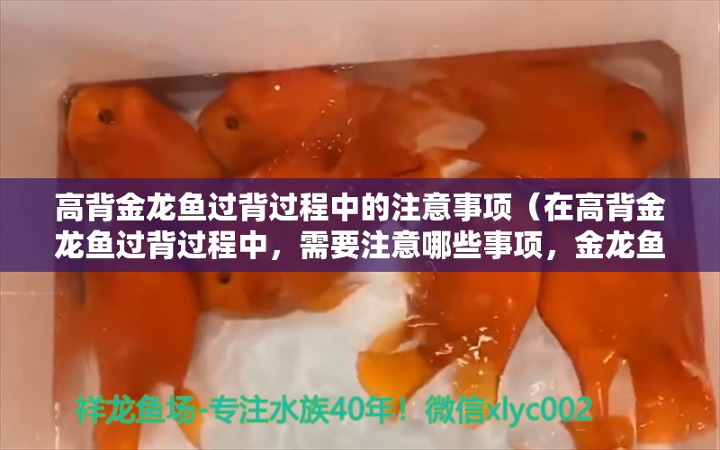 高背金龍魚過背過程中的注意事項（在高背金龍魚過背過程中，需要注意哪些事項，金龍魚需要注意哪些事項） 水族問答 第1張